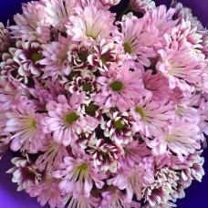 Chrysanthemums – pink